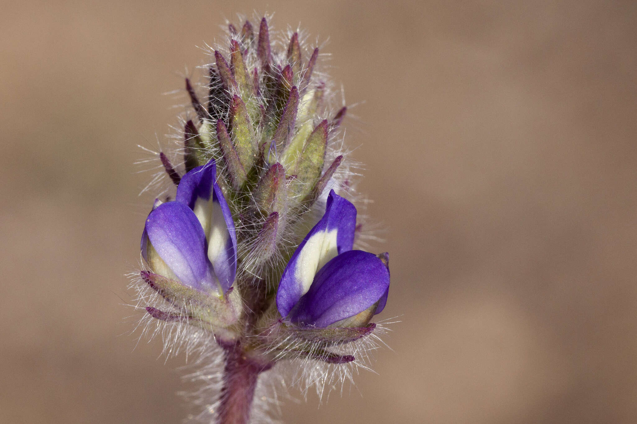 Imagem de Lupinus brevicaulis S. Watson