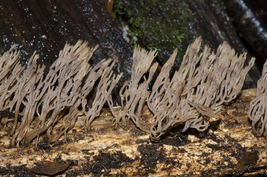 Image of Artomyces colensoi (Berk.) Jülich 1982