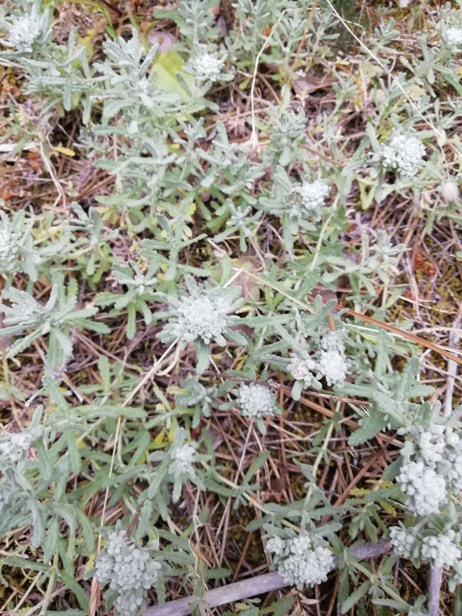 Sivun Teucrium capitatum subsp. capitatum kuva