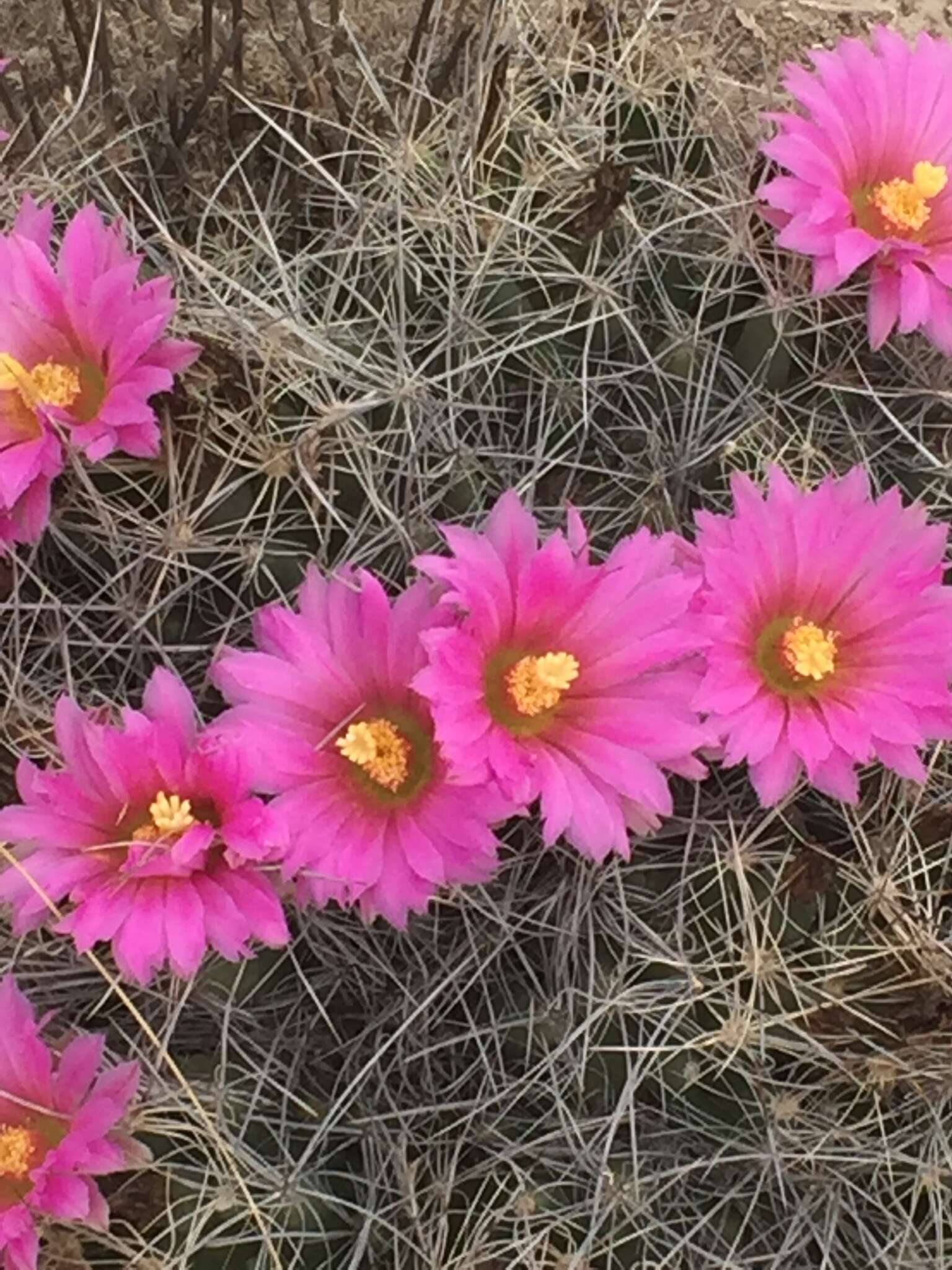 Image of nipple beehive cactus