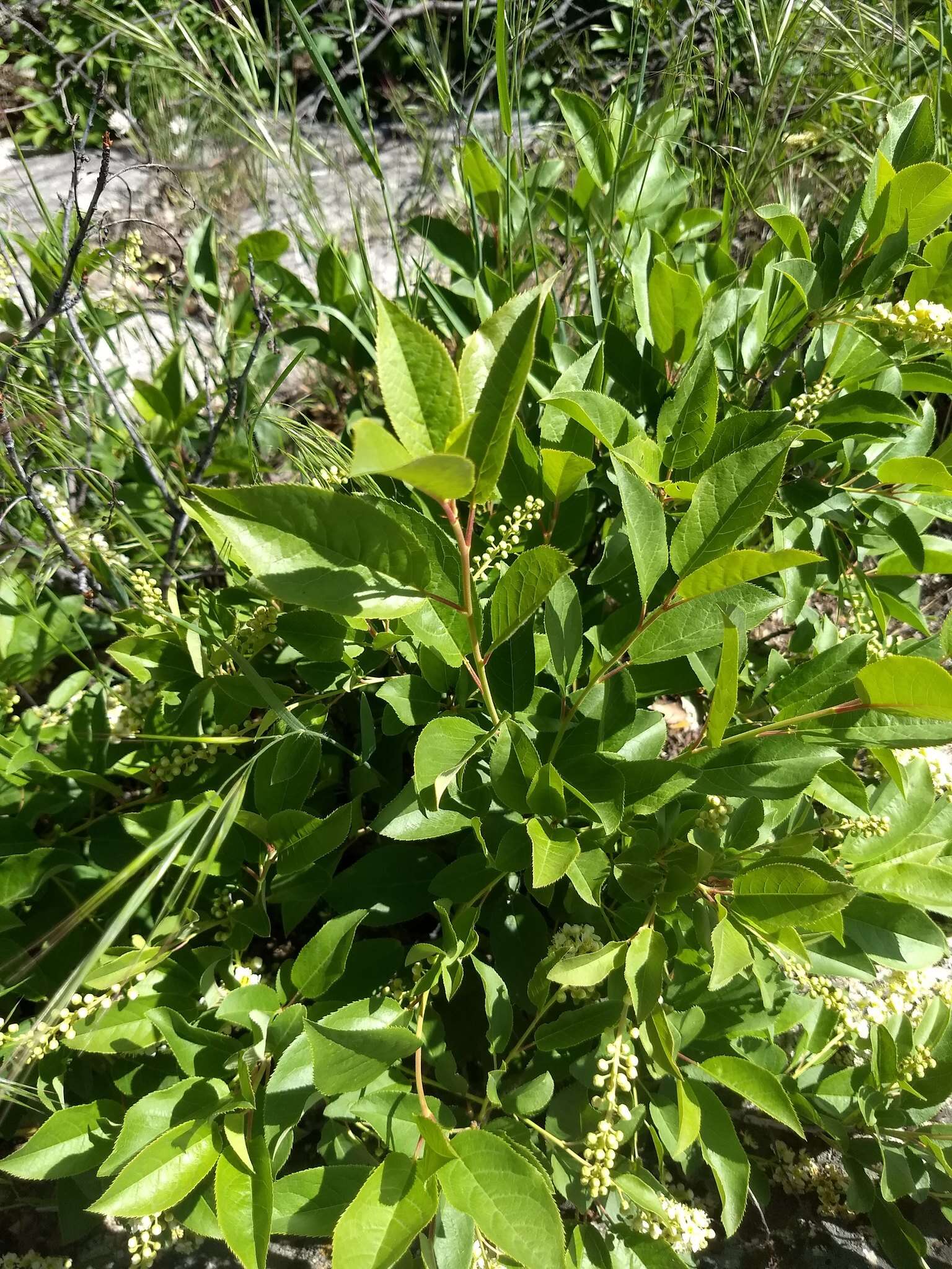 Imagem de Prunus virginiana var. demissa (Nutt.) Torr.