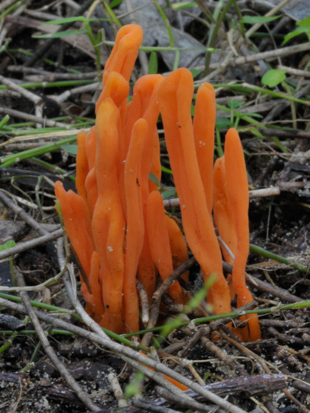 Image of Clavulinopsis sulcata Overeem 1923