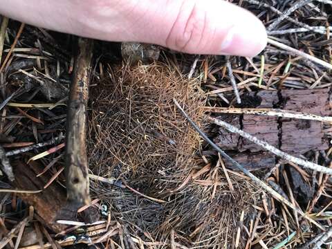 Image of Sonoma tree vole