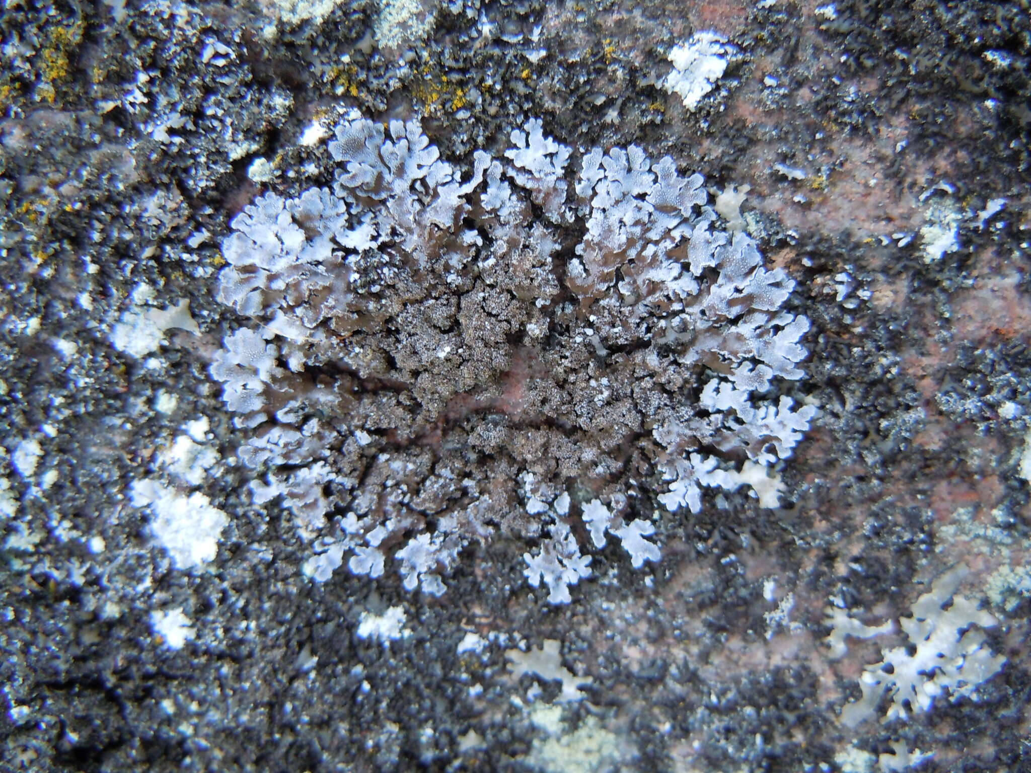 Image of frosted lichen