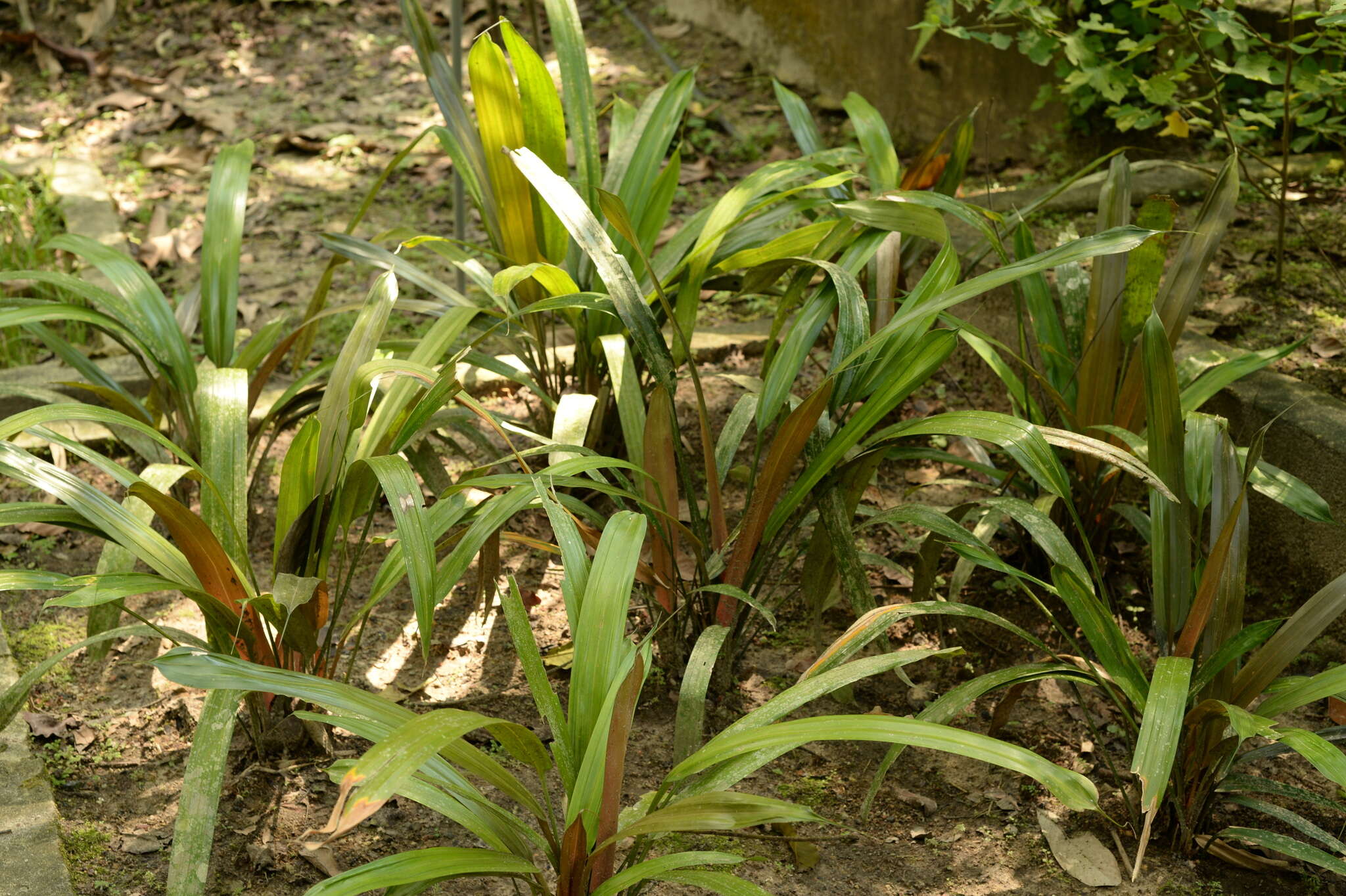 Image de Mapania cuspidata (Miq.) Uittien