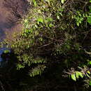 صورة Rinorea paniculata (C. Martius) Kuntze