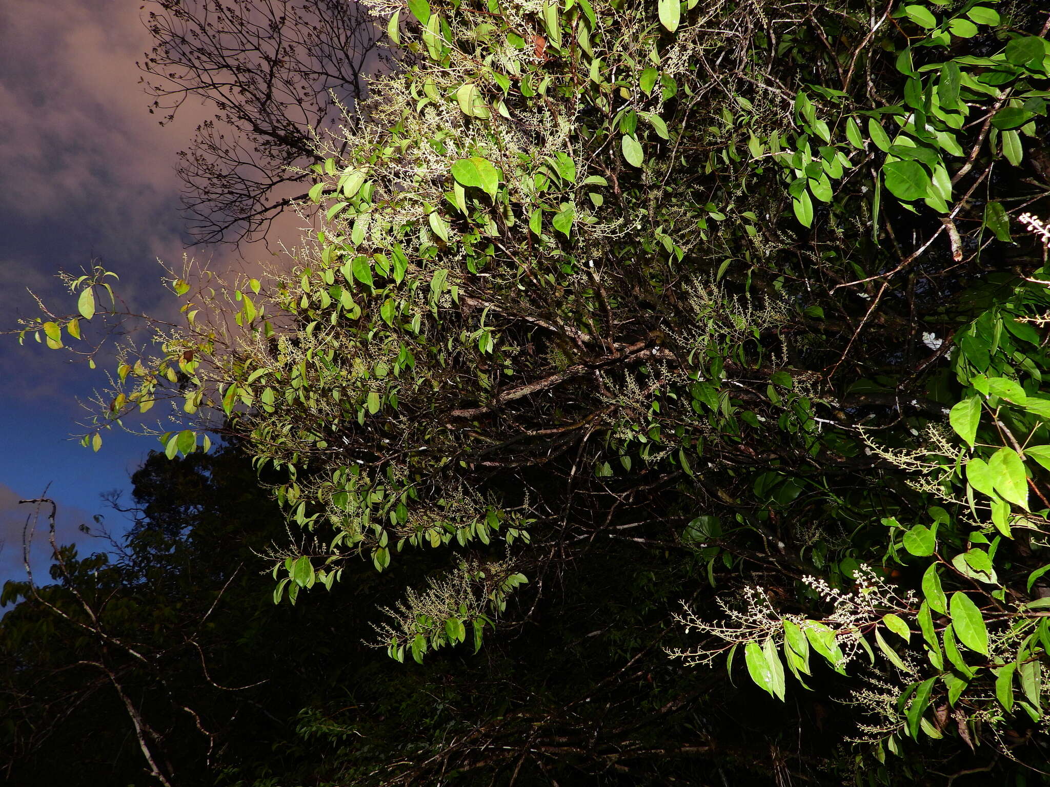 Image of Rinorea paniculata (C. Martius) Kuntze