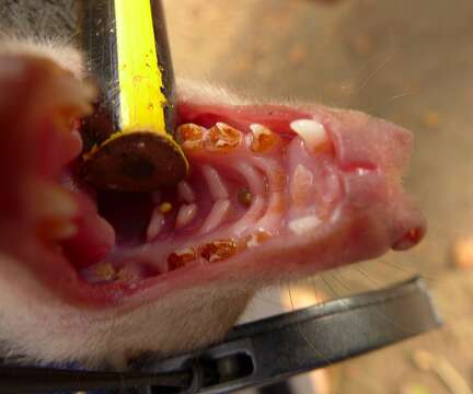 Image of Peters's Epauletted Fruit Bat