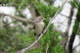 Image of Gray Vireo