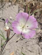 Слика од Clarkia speciosa subsp. immaculata F. H. Lewis & M. E. Lewis