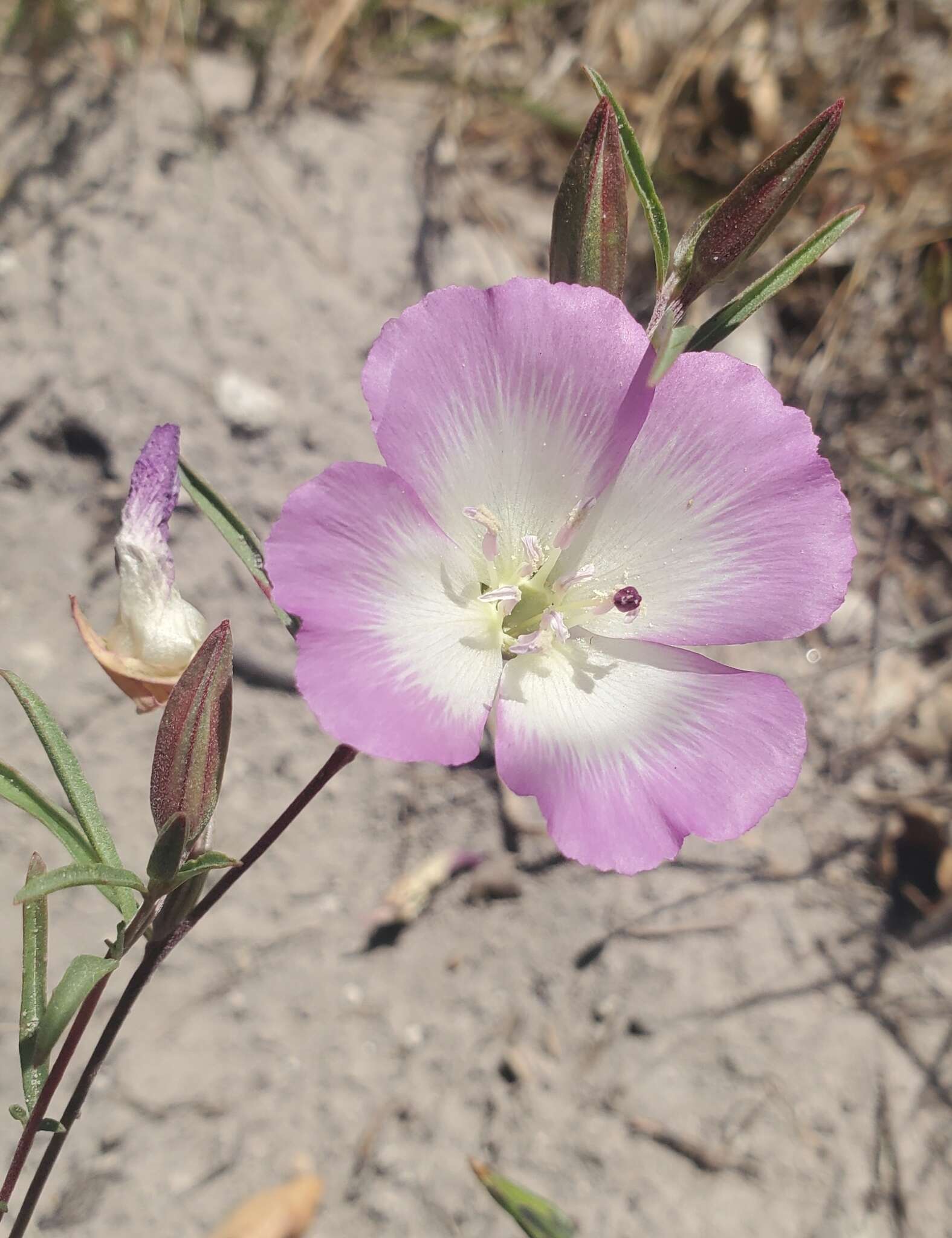 Слика од Clarkia speciosa subsp. immaculata F. H. Lewis & M. E. Lewis