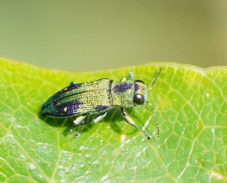 Image of Nascioides