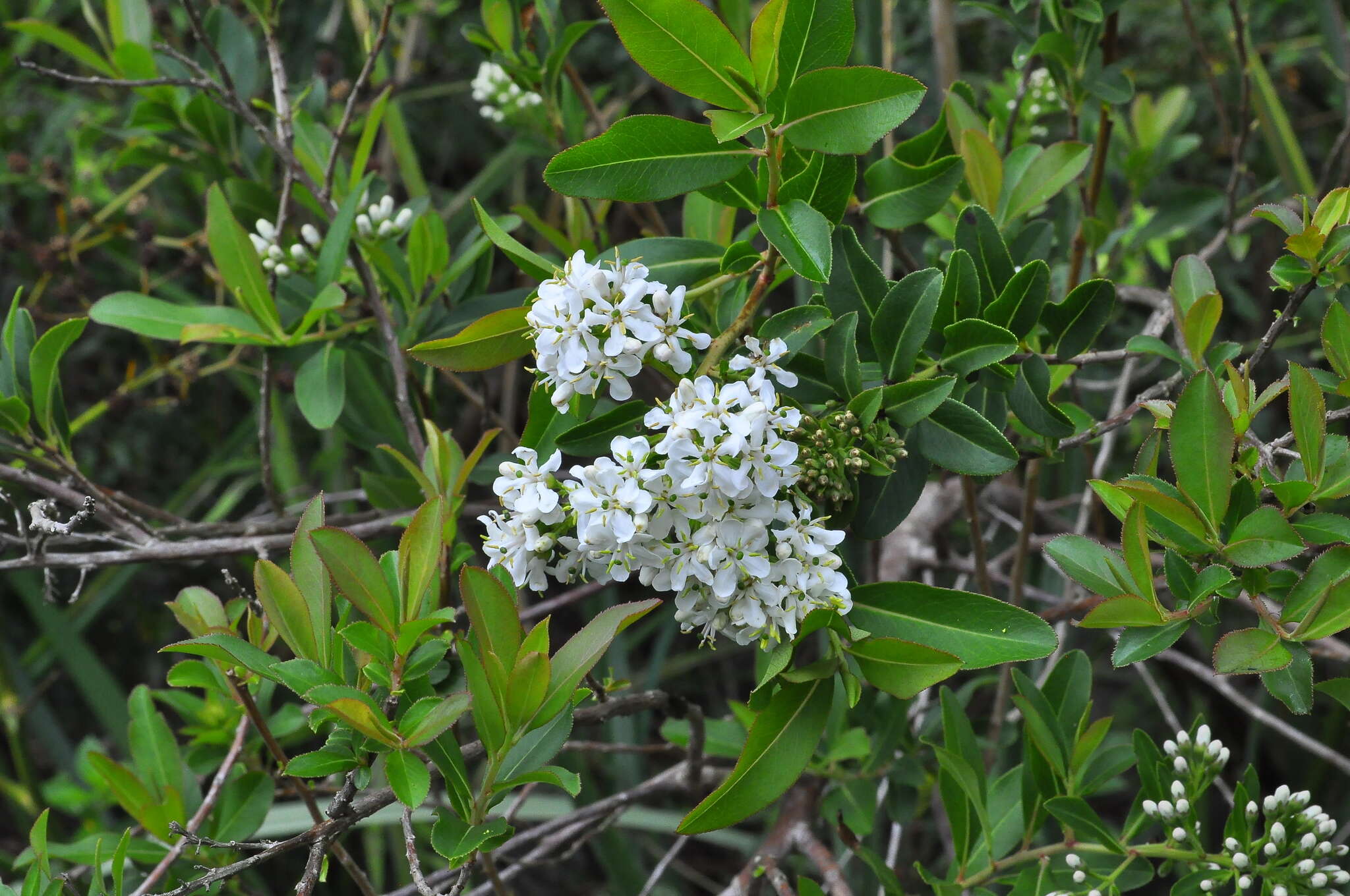 Escallonia bifida Link & Otto ex Engl. resmi