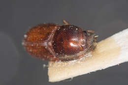 Image of oak bark beetle