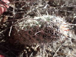 Image of Mammillaria hutchisoniana subsp. hutchisoniana