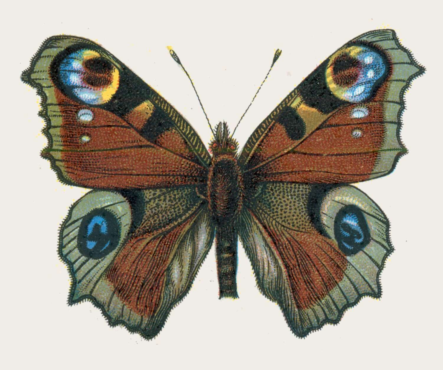 Image of Aglais io