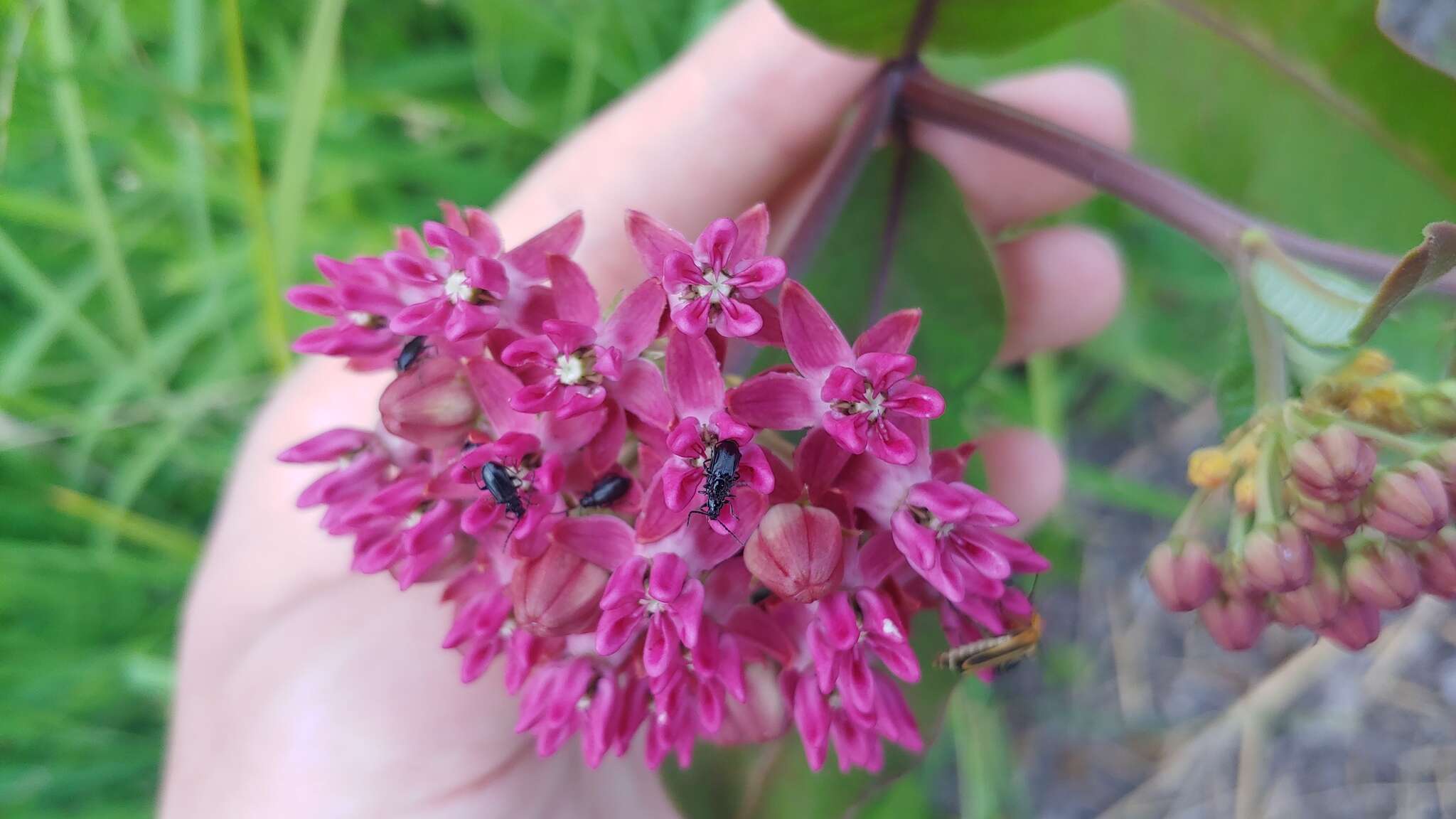 Plancia ëd Diabrotica cristata (Harris 1836)