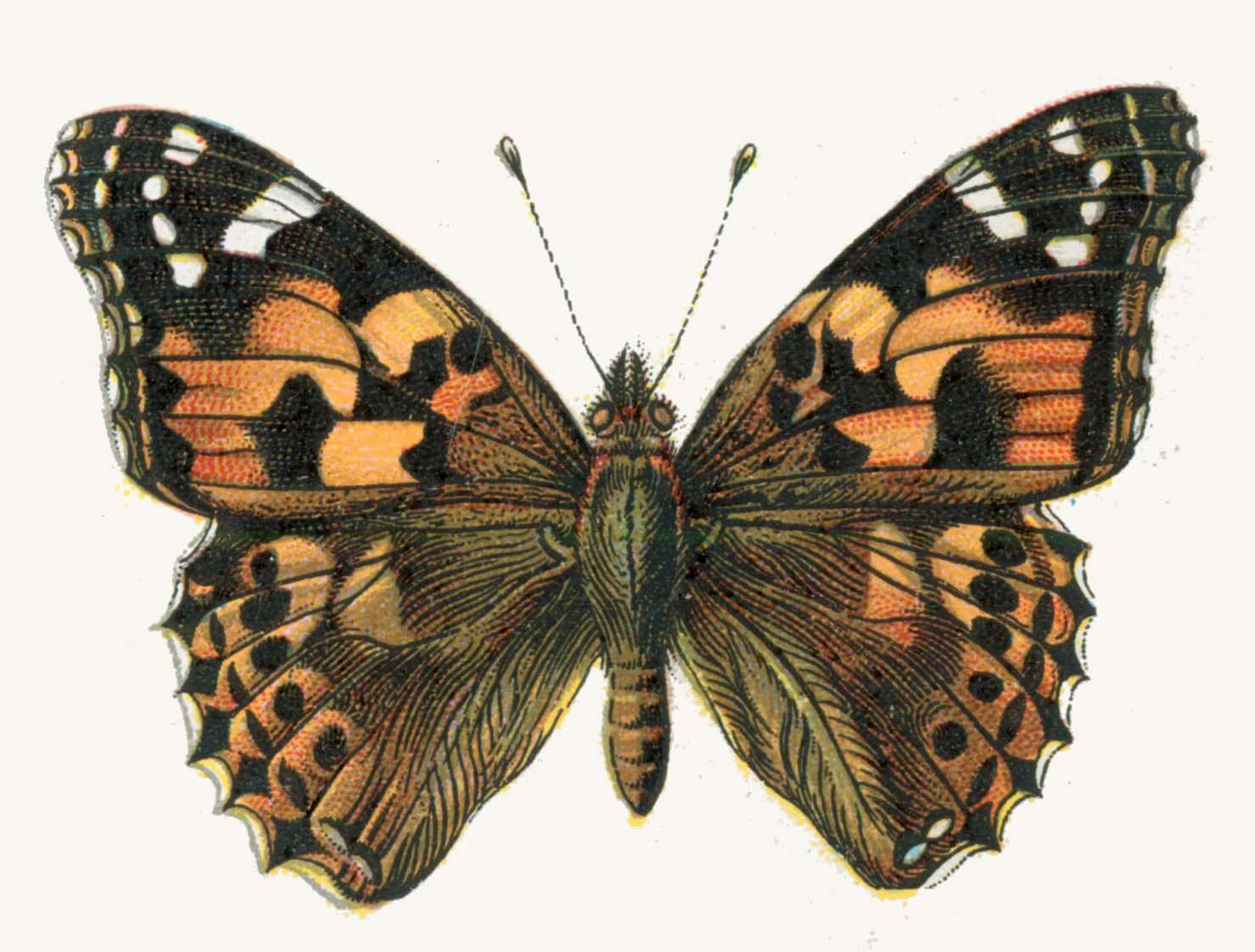 Plancia ëd Vanessa cardui