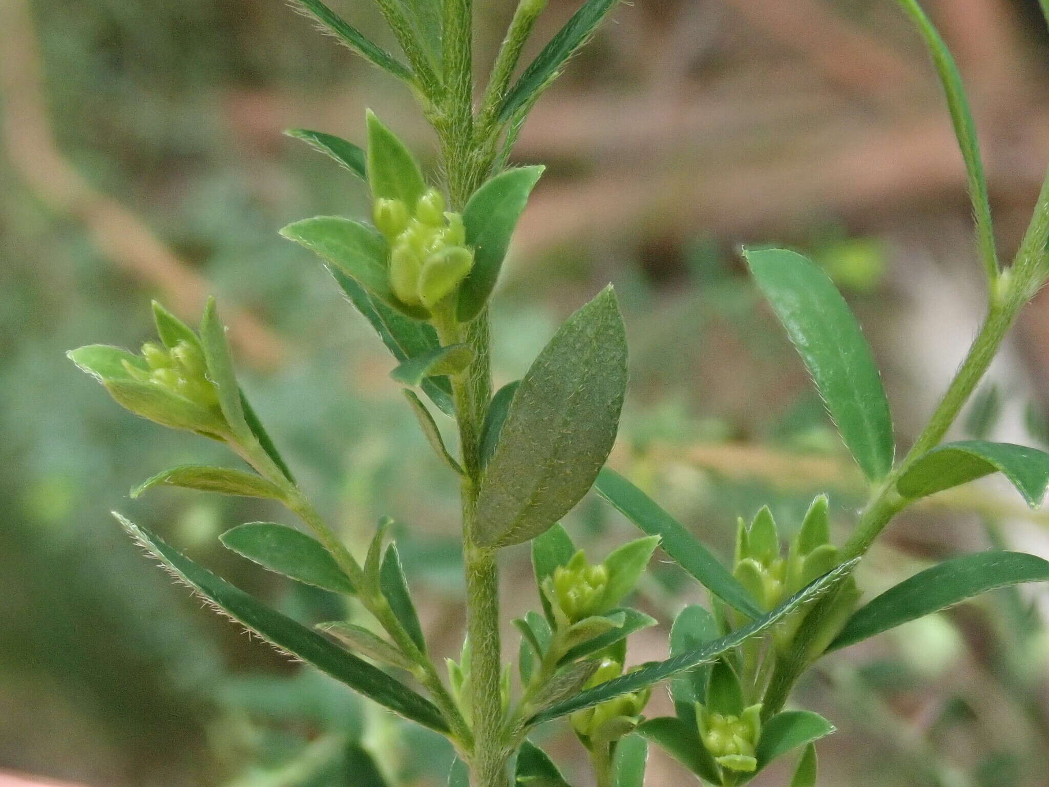 Image of Pimelea curviflora var. gracilis (R. Br.) S. Threlfall