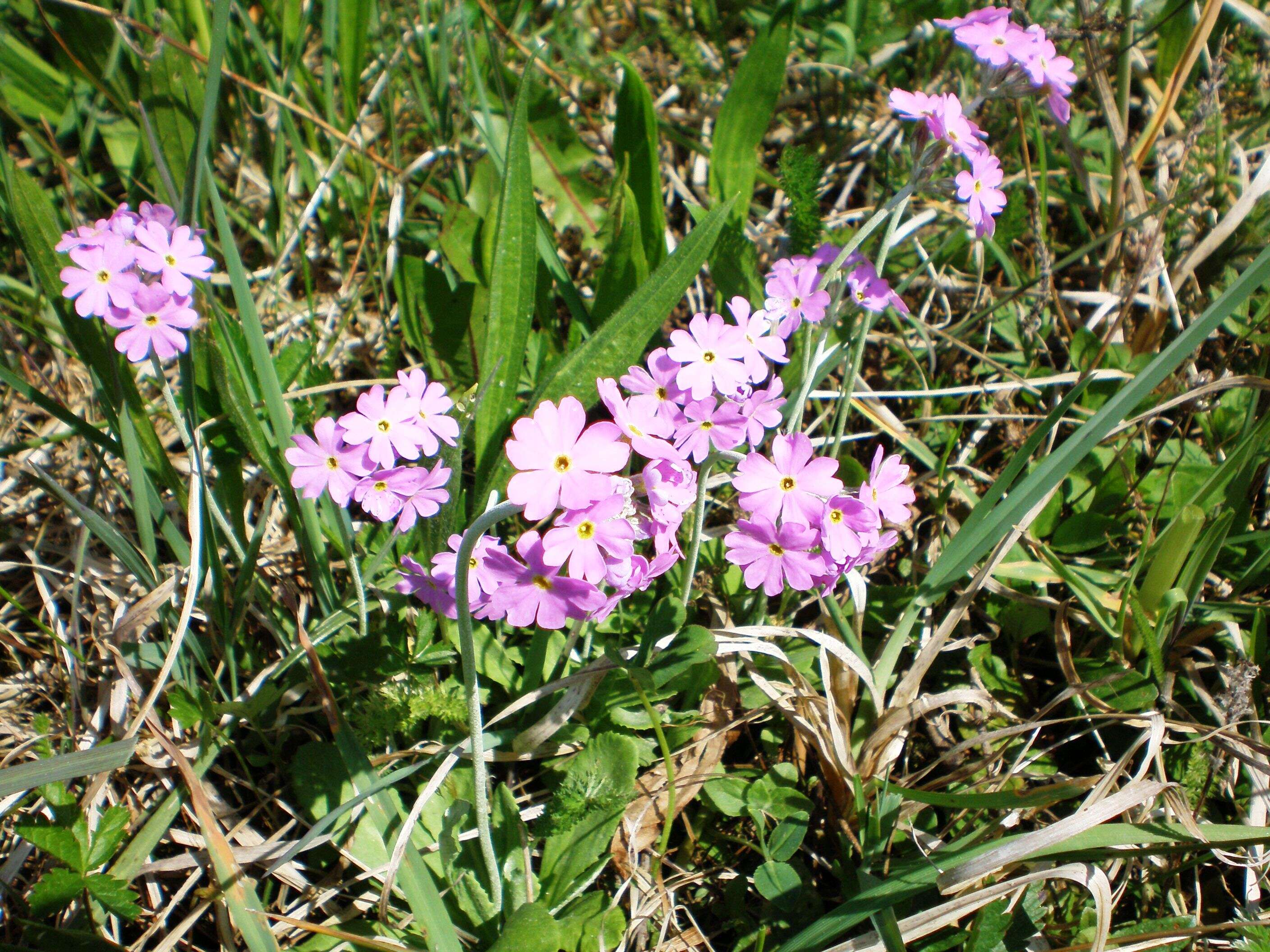 Plancia ëd Primula farinosa L.