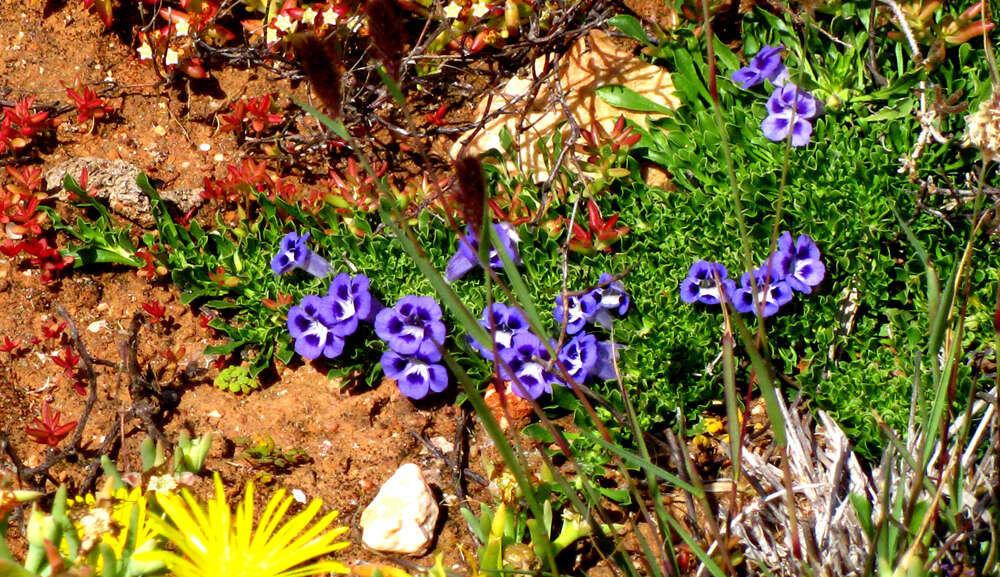 Image of Aptosimum procumbens (Lehm.) Burch. ex Steud.