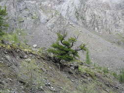 Image of Siberian pine