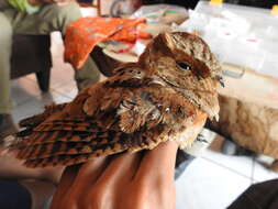 Image of Eared Poorwill