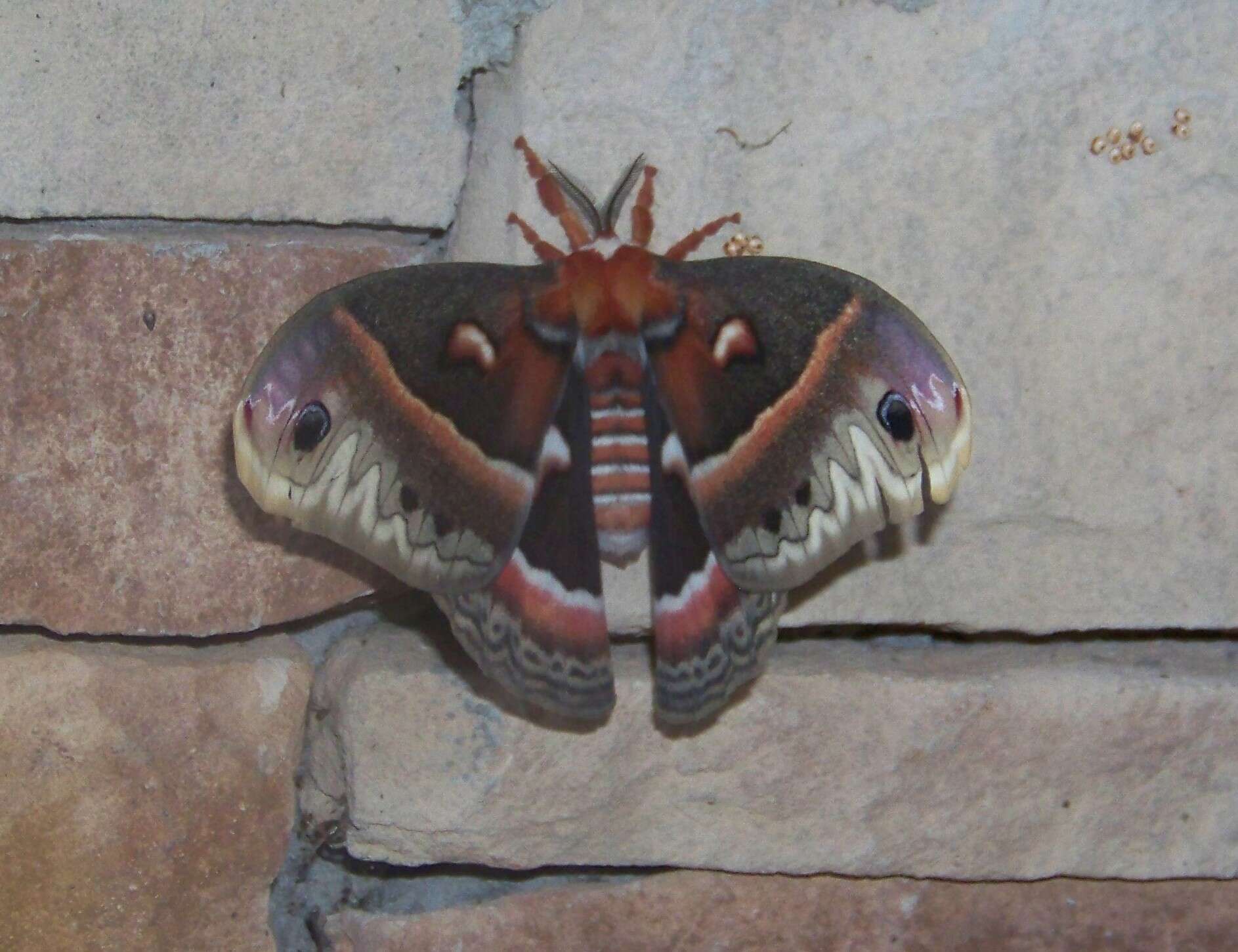 Hyalophora cecropia (Linnaeus 1758) resmi