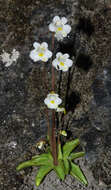 Image of Pinguicula alpina L.