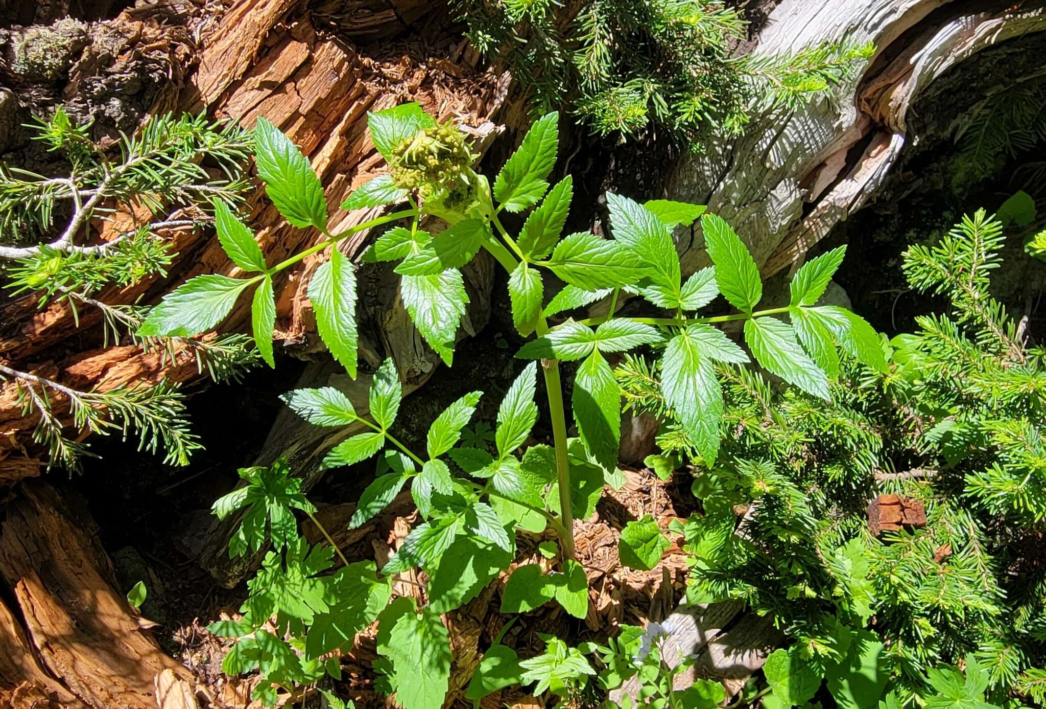 Image of Gray's angelica