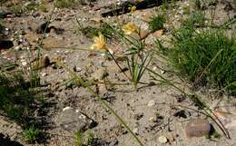 Image of Moraea comptonii (L. Bolus) Goldblatt