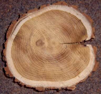 Image of black locust