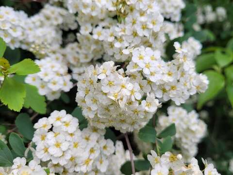 Image of Reeves' meadowsweet