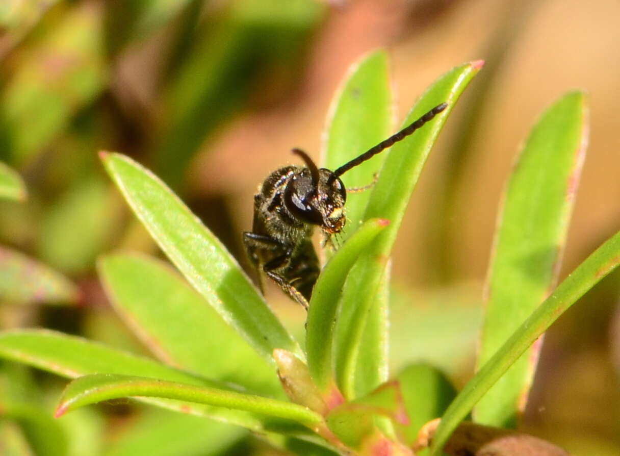 Lasioglossum sordidum (Smith 1853) resmi