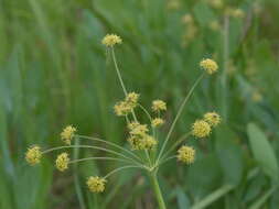 Image of barestem biscuitroot