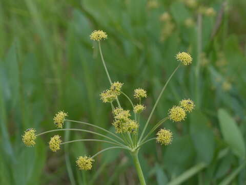 Image of barestem biscuitroot