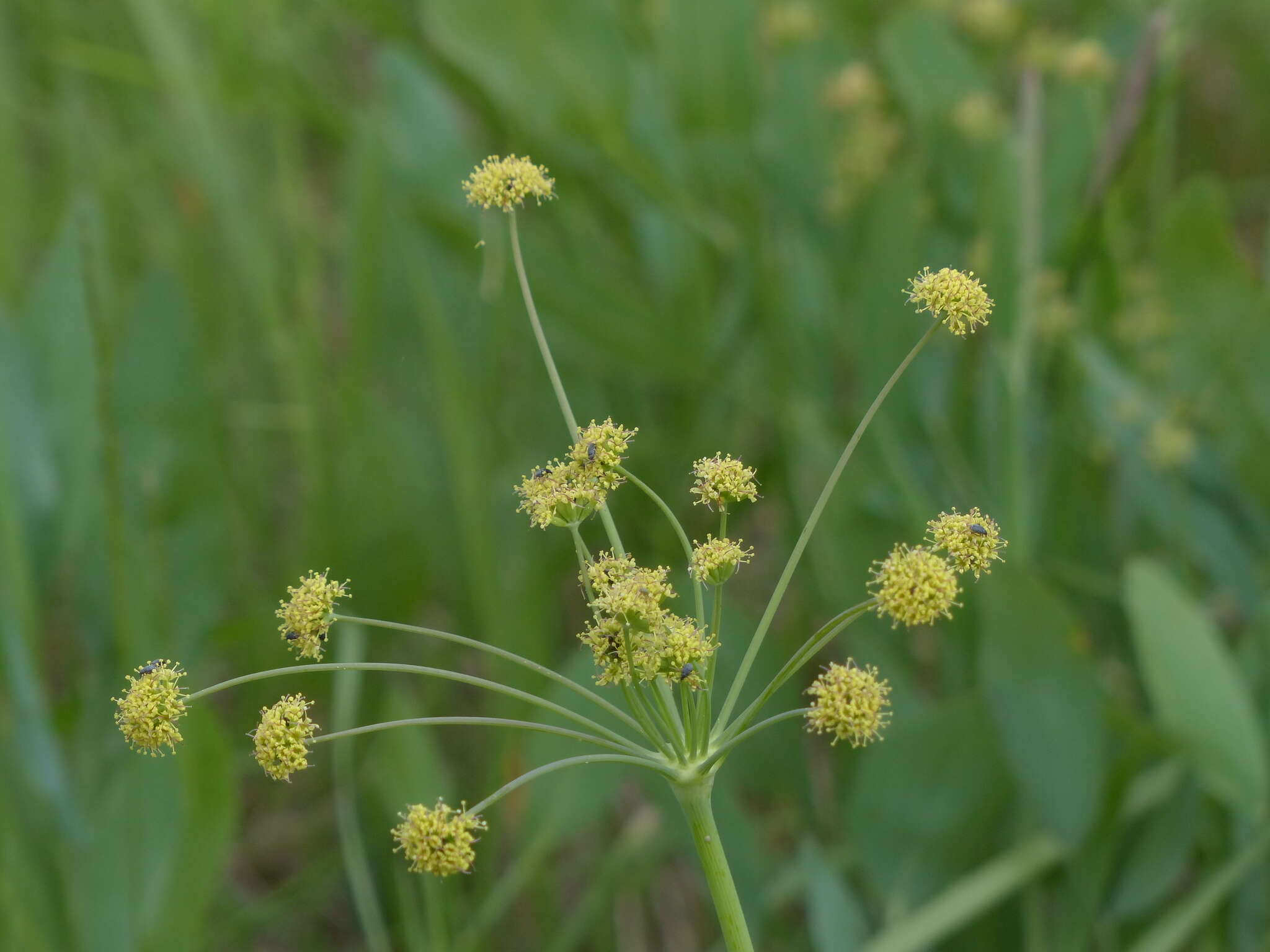 Image of barestem biscuitroot