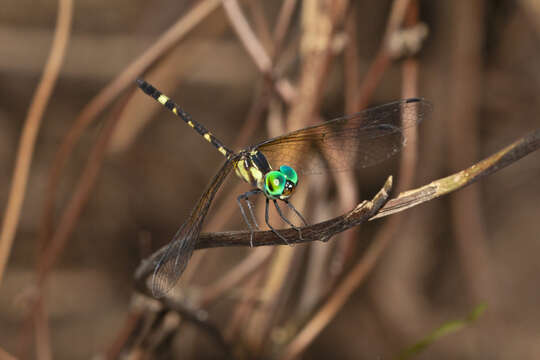 Image of Tetrathemis irregularis cladophila