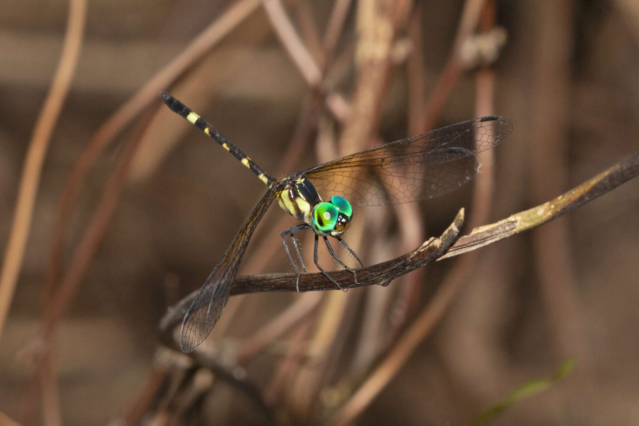 Tetrathemis irregularis cladophila resmi