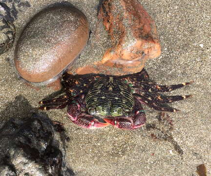 Image of striped shore crab