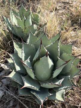 Image of Agave flexispina Trel.