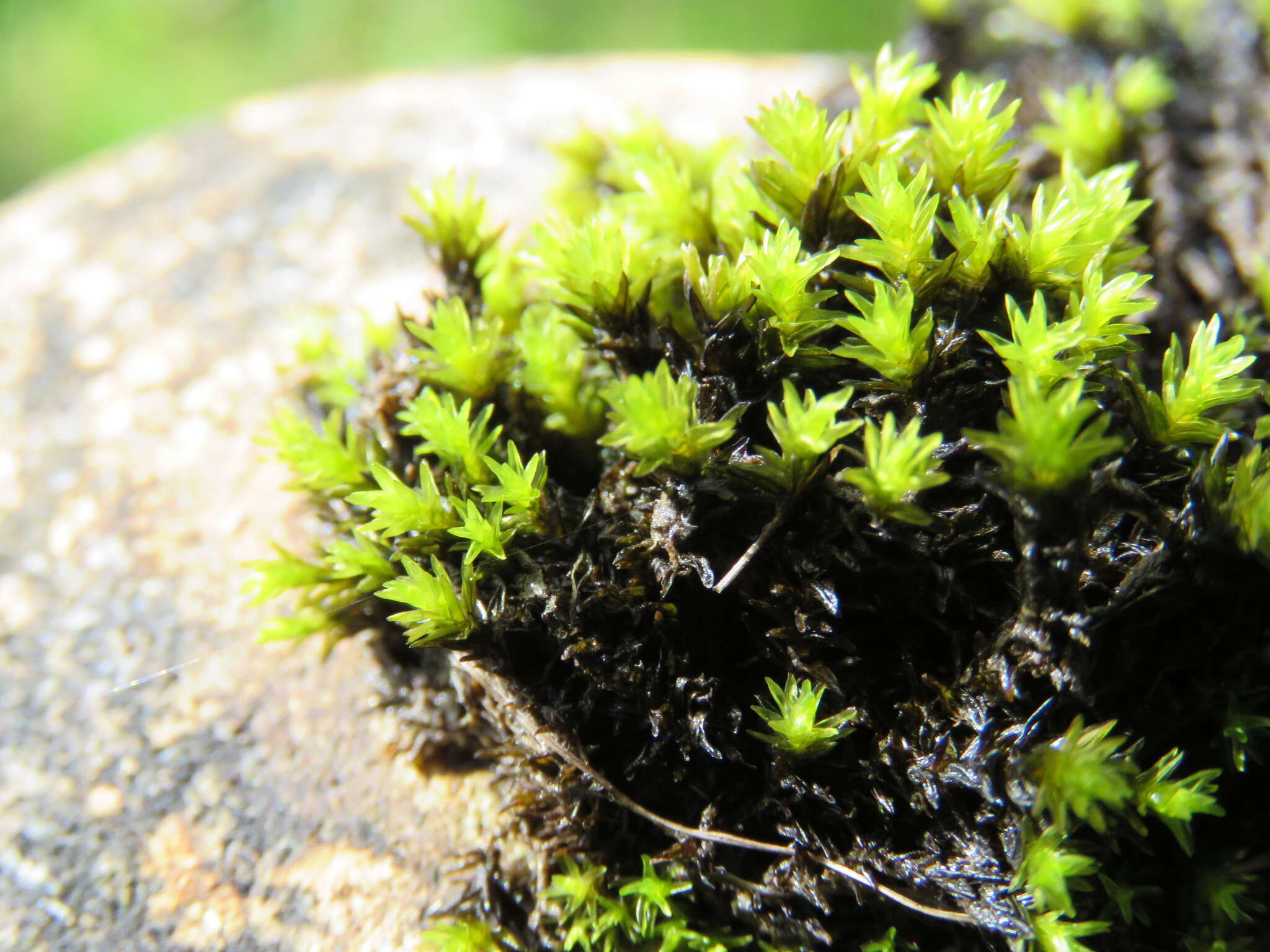 Image of aquatic racomitrium moss