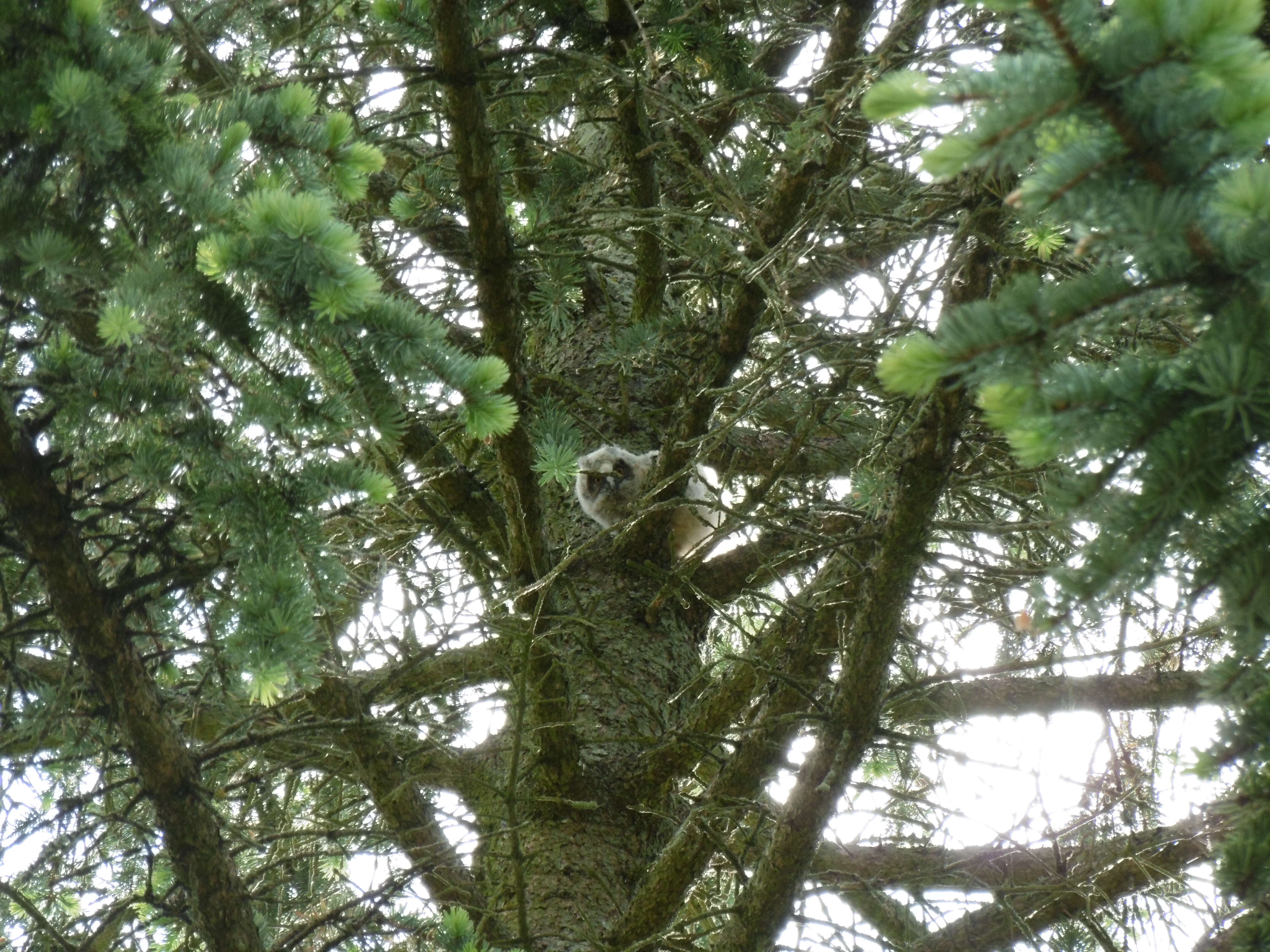 Image of Long-eared Owl