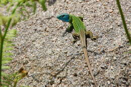 Image of Iberian Emerald Lizard