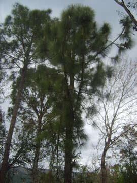 Image of Cheer pine