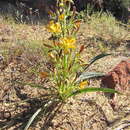 Image of Wachendorfia multiflora (Klatt) J. C. Manning & Goldblatt