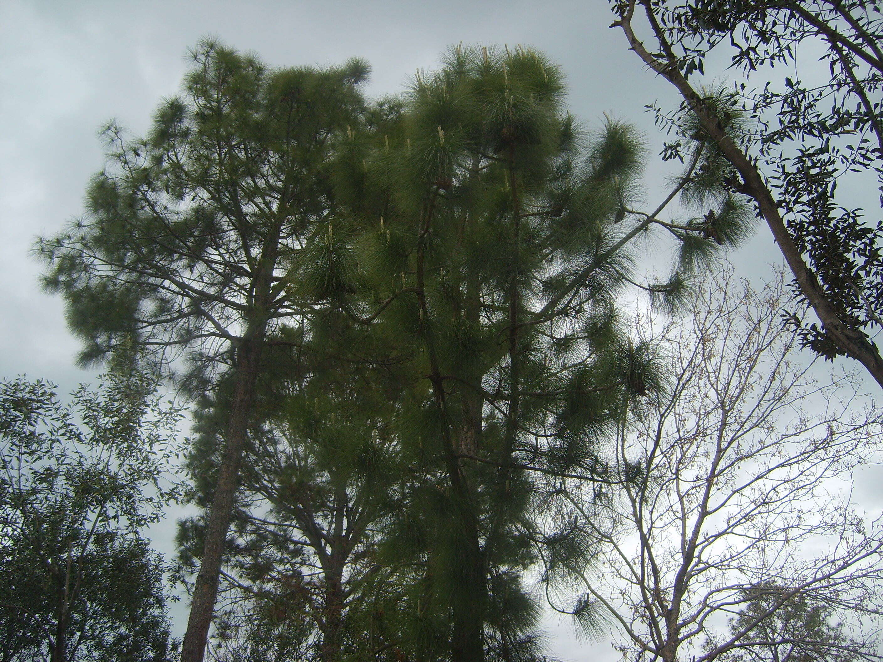 Image of Cheer pine