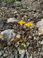 Image of Dwarf Arctic Groundsel