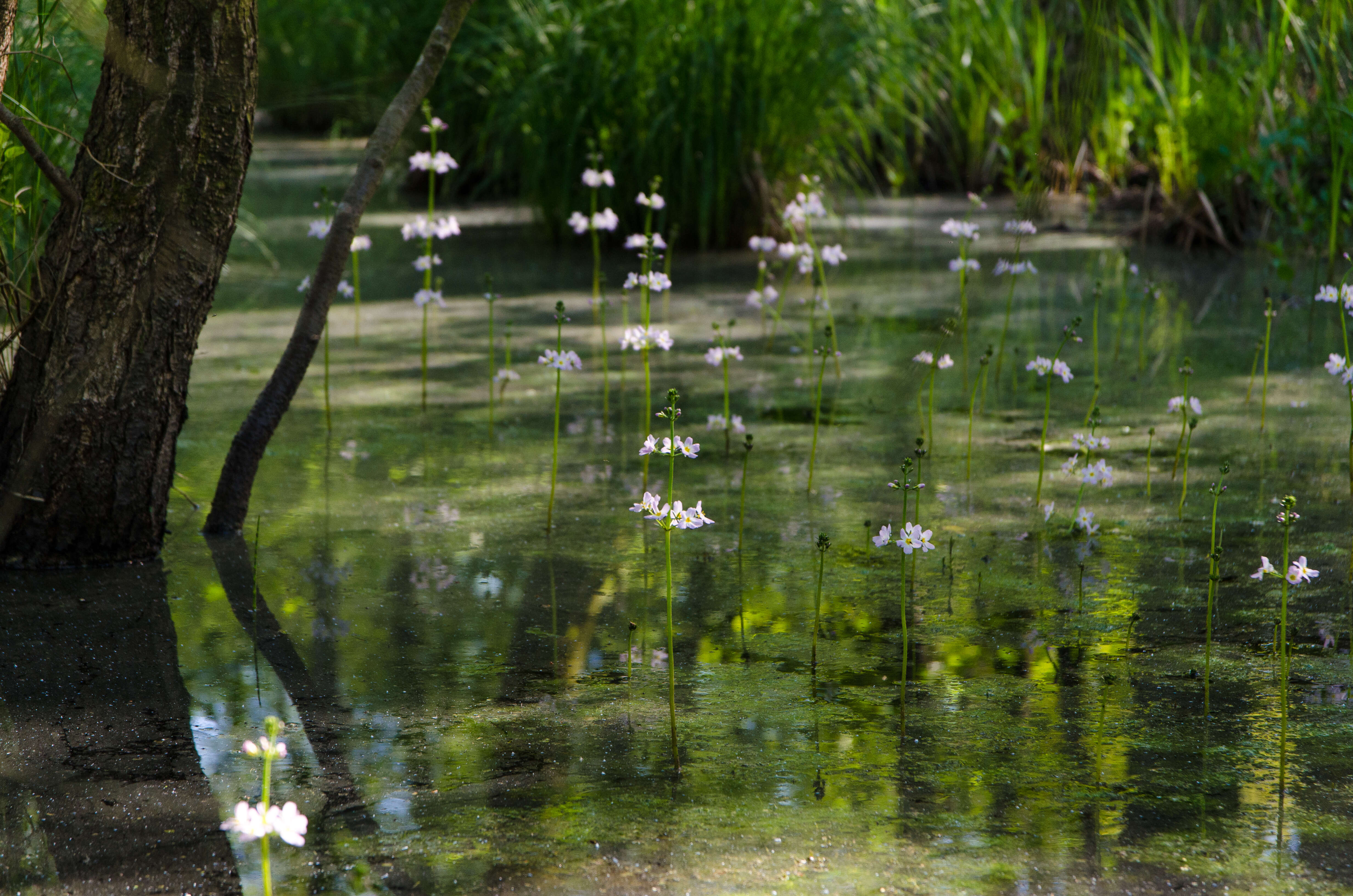 Image of Featherfoil