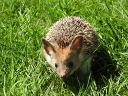 Image of Steppe Hedgehogs